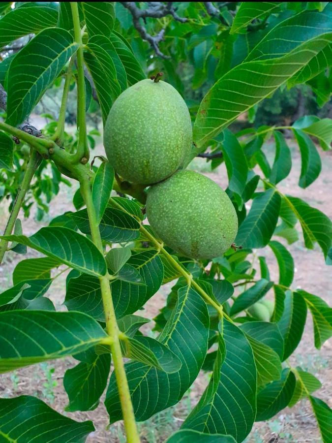 Odori Di Zagara Βίλα Καλτανισέττα Εξωτερικό φωτογραφία
