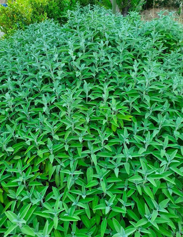 Odori Di Zagara Βίλα Καλτανισέττα Εξωτερικό φωτογραφία