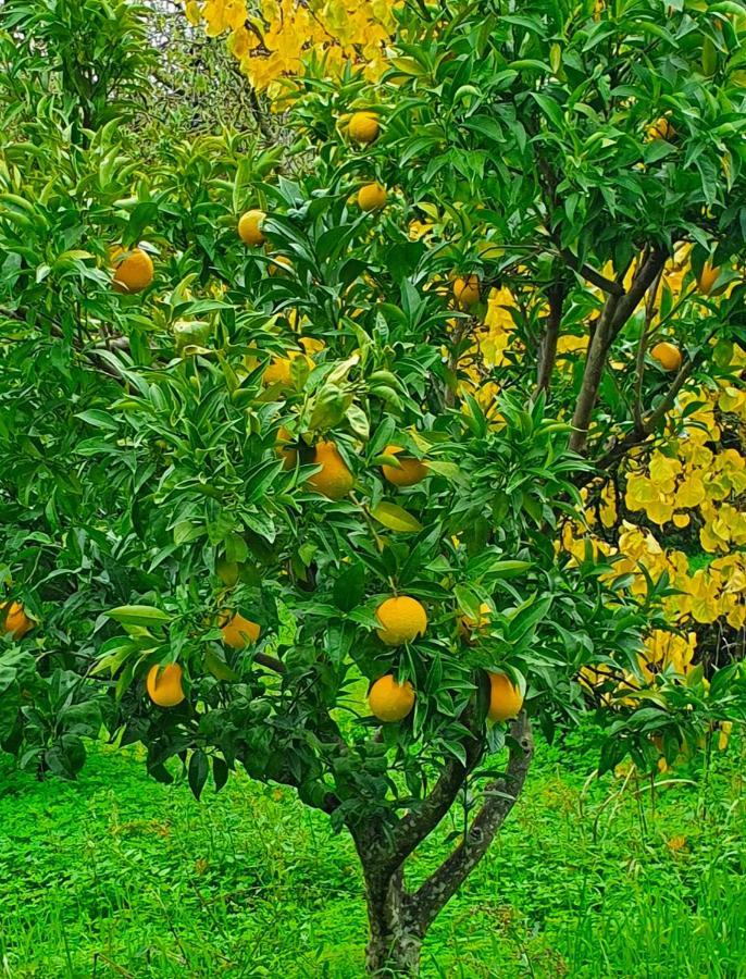Odori Di Zagara Βίλα Καλτανισέττα Εξωτερικό φωτογραφία