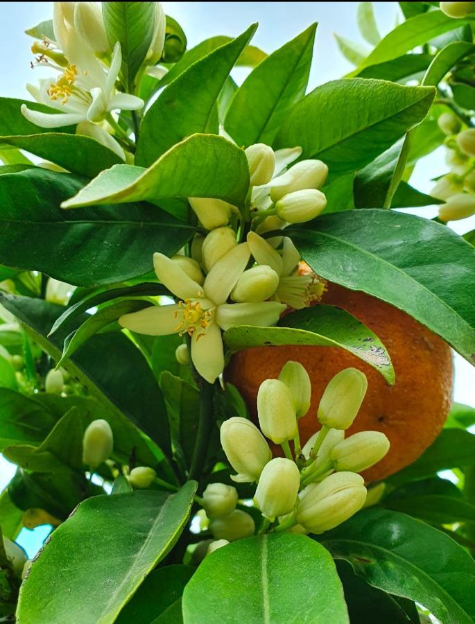 Odori Di Zagara Βίλα Καλτανισέττα Εξωτερικό φωτογραφία