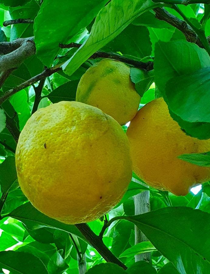 Odori Di Zagara Βίλα Καλτανισέττα Εξωτερικό φωτογραφία