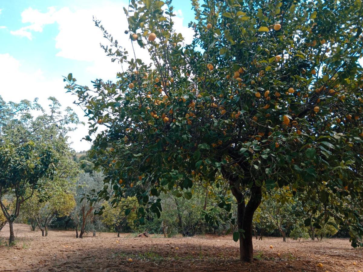 Odori Di Zagara Βίλα Καλτανισέττα Εξωτερικό φωτογραφία