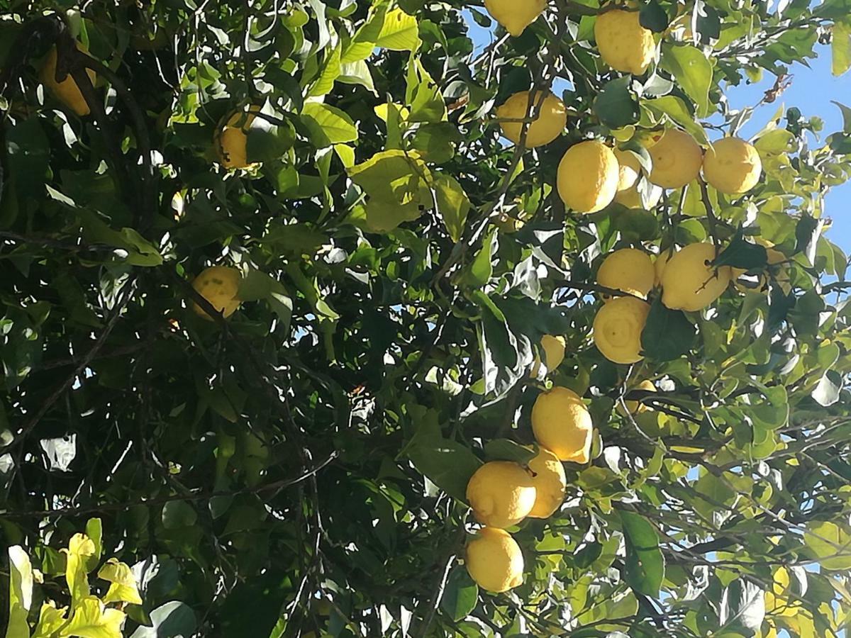 Odori Di Zagara Βίλα Καλτανισέττα Εξωτερικό φωτογραφία