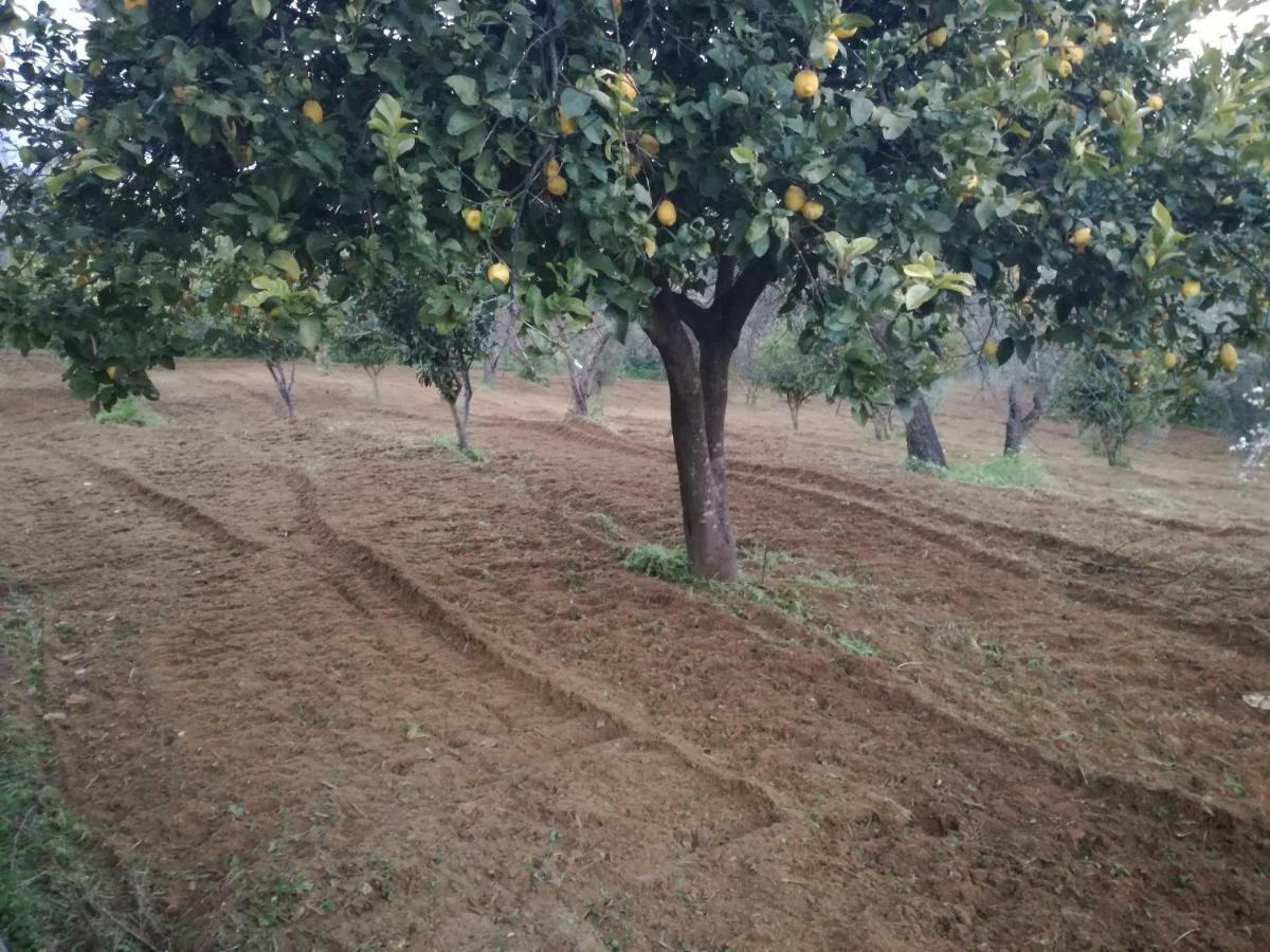 Odori Di Zagara Βίλα Καλτανισέττα Εξωτερικό φωτογραφία